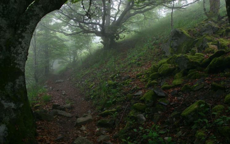 nature, Trees, Forest, Path, Rocks, Fog, Moss HD Wallpaper Desktop Background