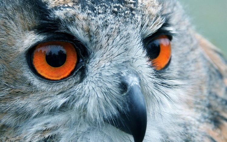 owl, Red, Eyes HD Wallpaper Desktop Background
