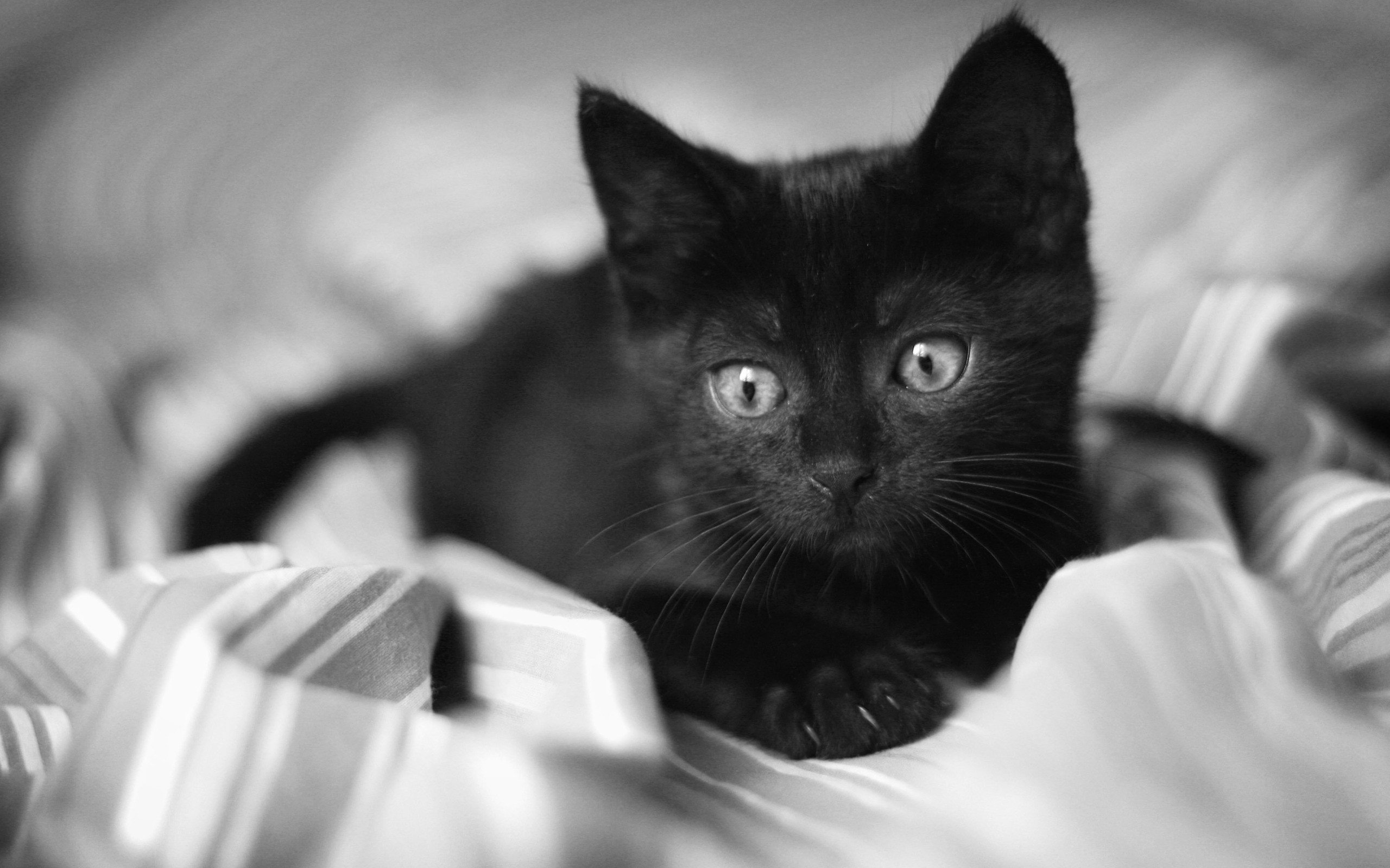 sweet, Black, Cat Wallpapers HD / Desktop and Mobile Backgrounds