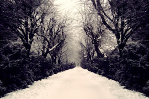 frozen, Passage, Through, The, Forest