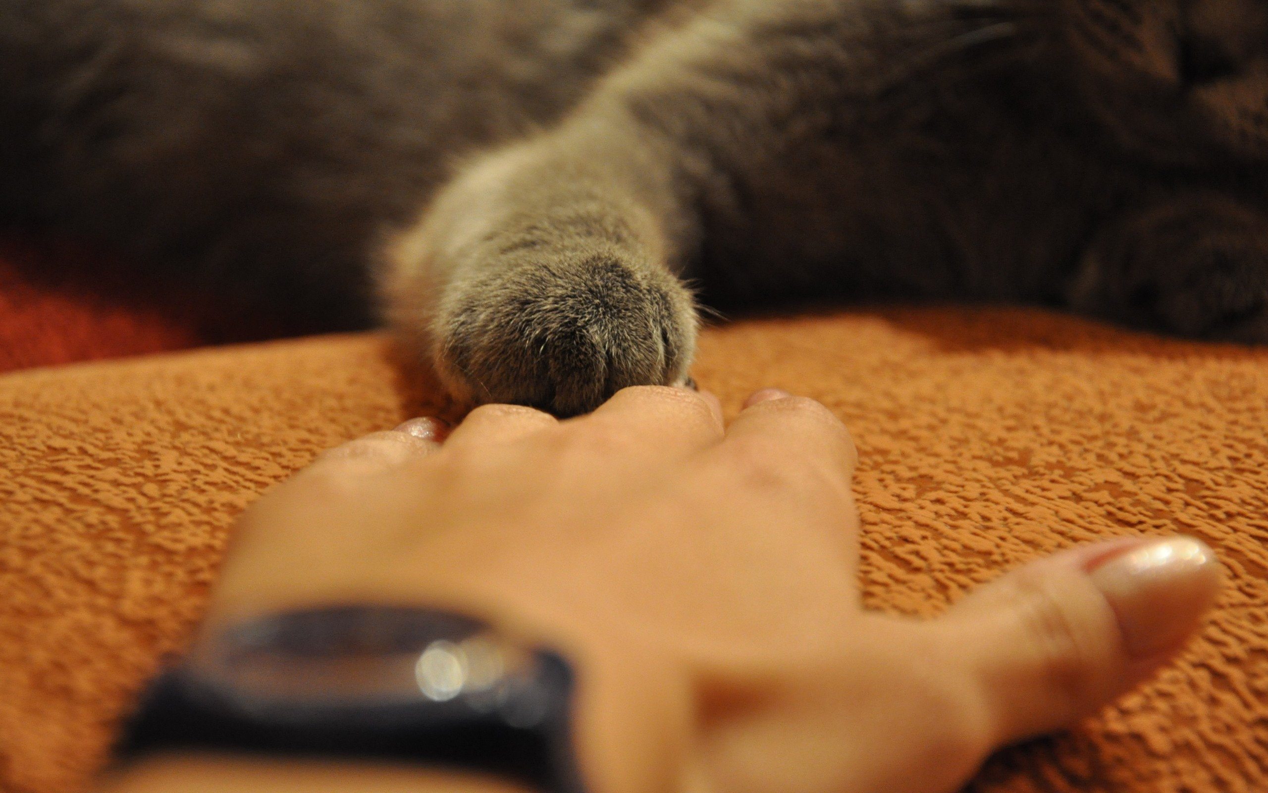 man, Meets, Cat Wallpaper