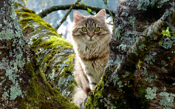 cat, Tree HD Wallpaper Desktop Background