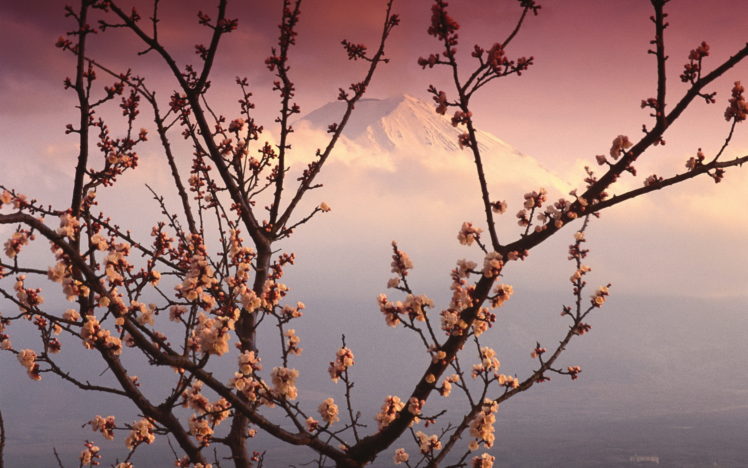 tree, Flowaers, Japan, Mount, Fuji HD Wallpaper Desktop Background