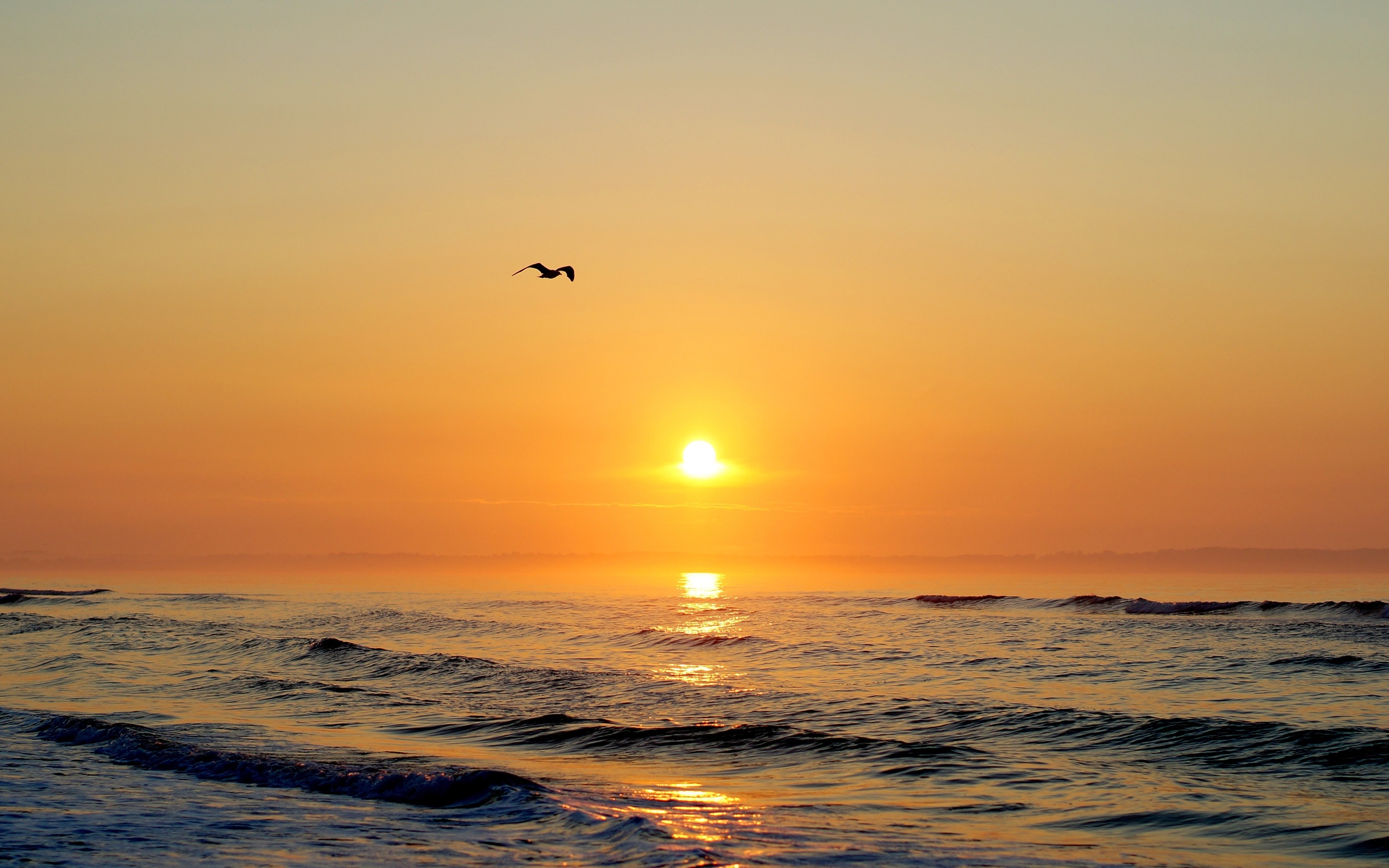 sunset, Sunrise, Sea, Seagull, Nature, Landscape, Sea, Ocean, Reflection, Mood Wallpaper