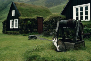 house, Well, Cat