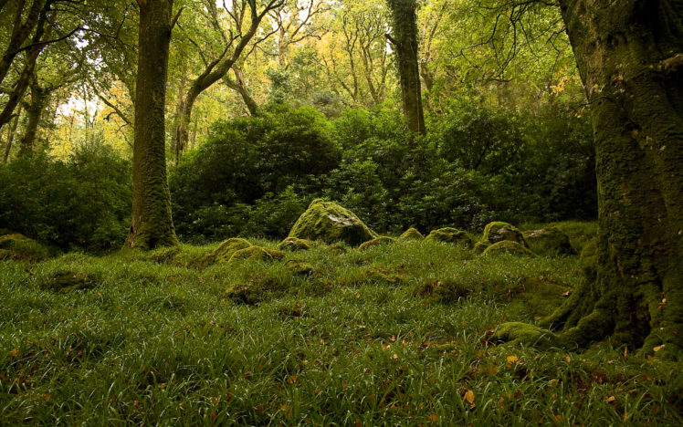 moss, Rocks, Bushes, Trees, Forest HD Wallpaper Desktop Background