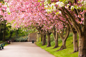 sheffield, England, Great, Britain, Tree, Bloosom, Pink, Park, Garden