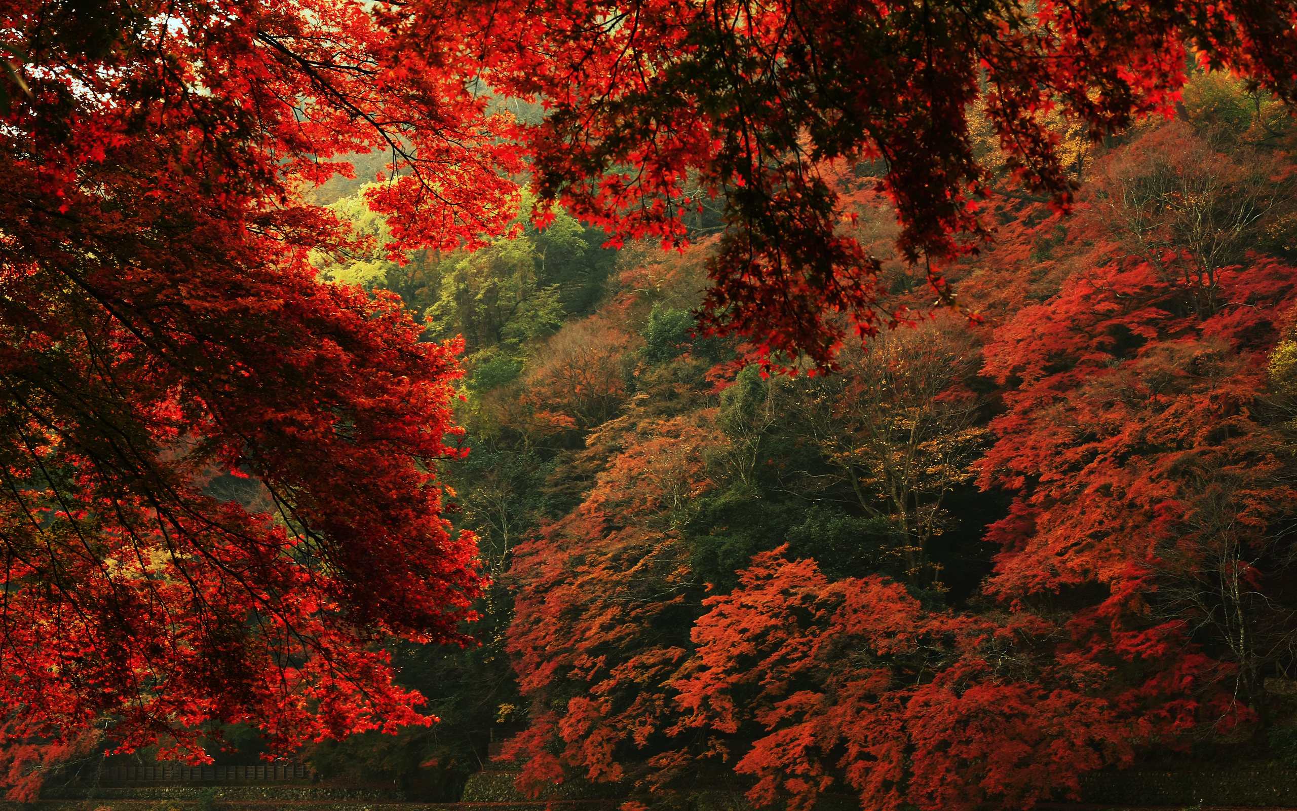 view, Leaves, Trees, Autumn, Nature, Forest Wallpaper