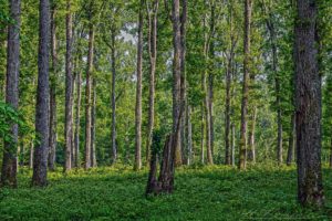 forest, Trees, Nature, Hdr