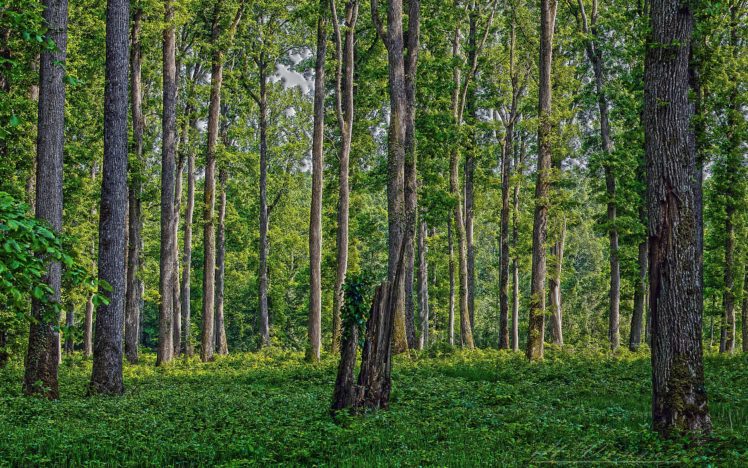 forest, Trees, Nature, Hdr HD Wallpaper Desktop Background