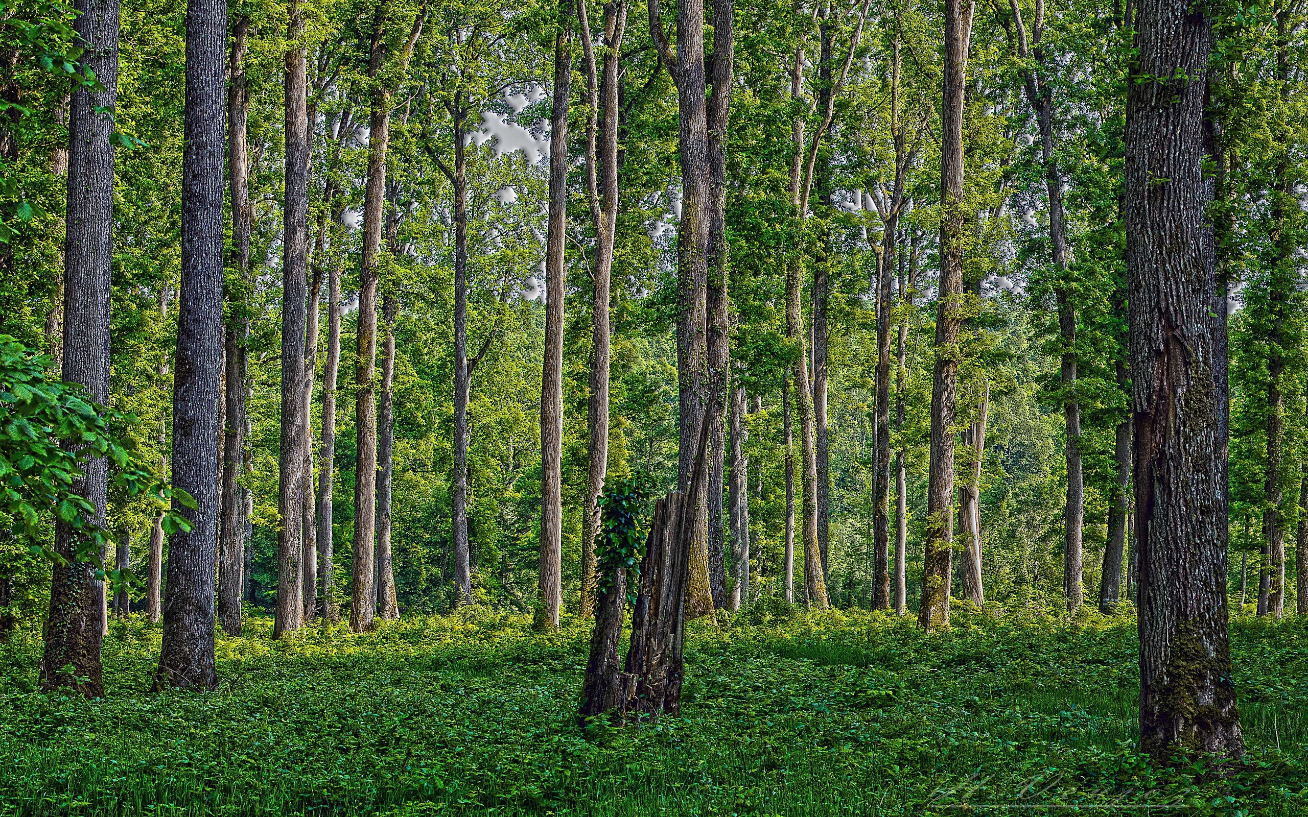 forest, Trees, Nature, Hdr Wallpaper