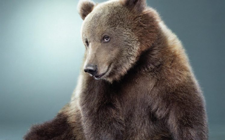 animals, Sad, Lonely, Bears HD Wallpaper Desktop Background