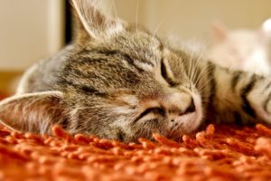 cats, Carpet, Sleeping
