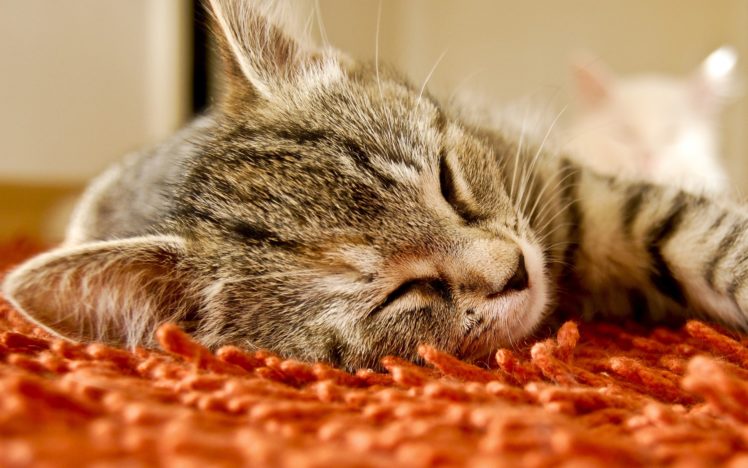 cats, Carpet, Sleeping HD Wallpaper Desktop Background