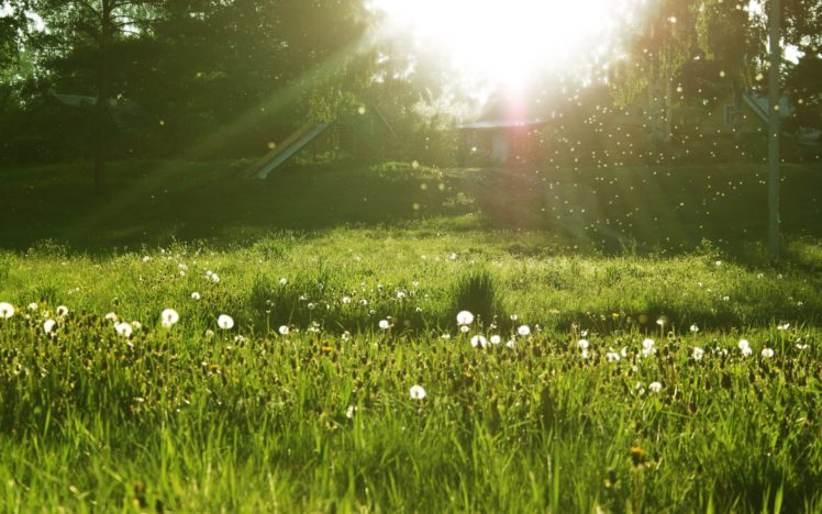 nature, Grass, Sunlight, Dandelions HD Wallpaper Desktop Background