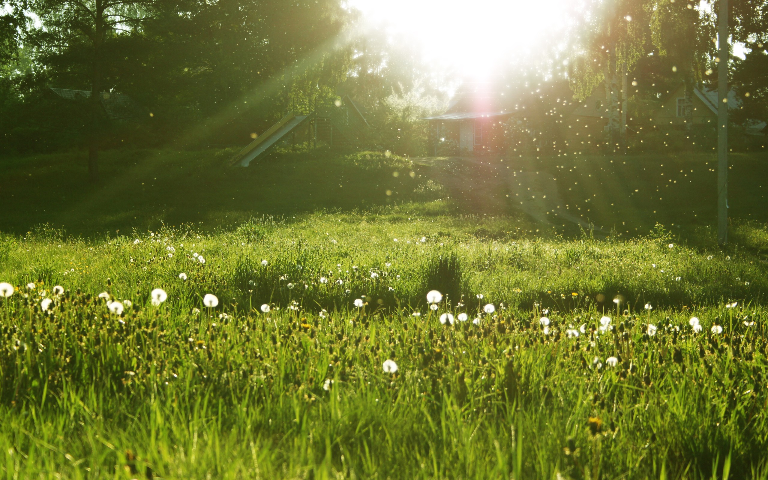 nature, Grass, Sunlight, Dandelions Wallpaper