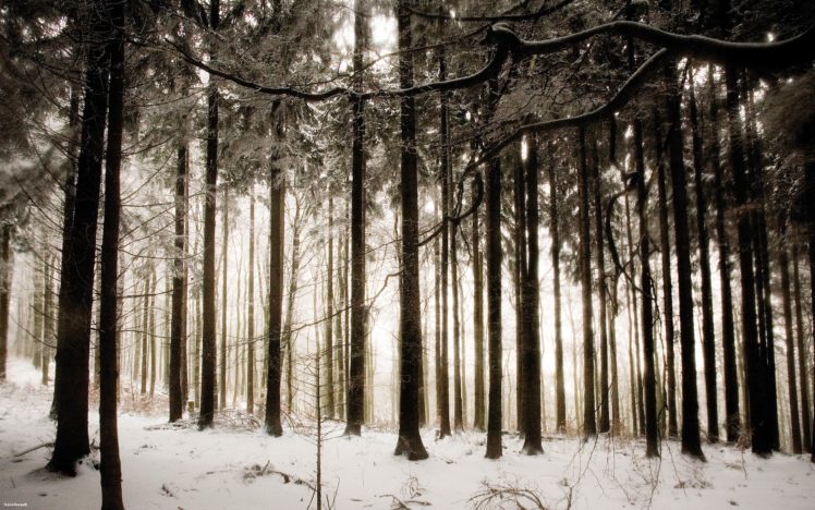snow, Trees, Forest HD Wallpaper Desktop Background