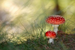 poisonous, Mushrooms