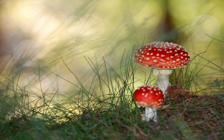 poisonous, Mushrooms HD Wallpaper Desktop Background