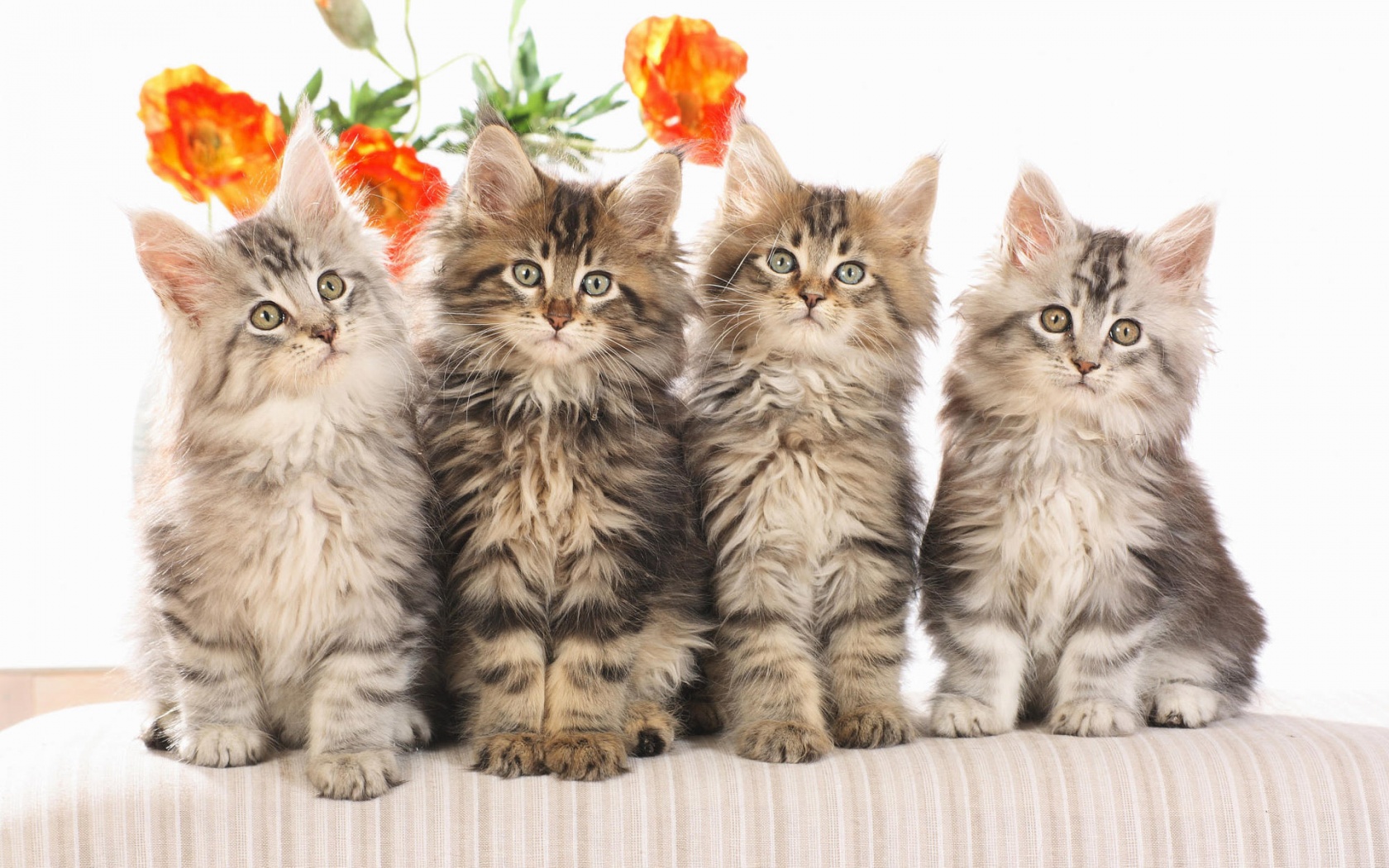 kittens Wallpaper