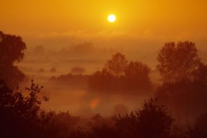 landscapes, Sun, Trees, Fog, Mist, Poland, Sunlight