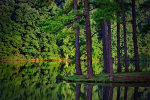 green, Trees, Forest, Lakes, Reflections