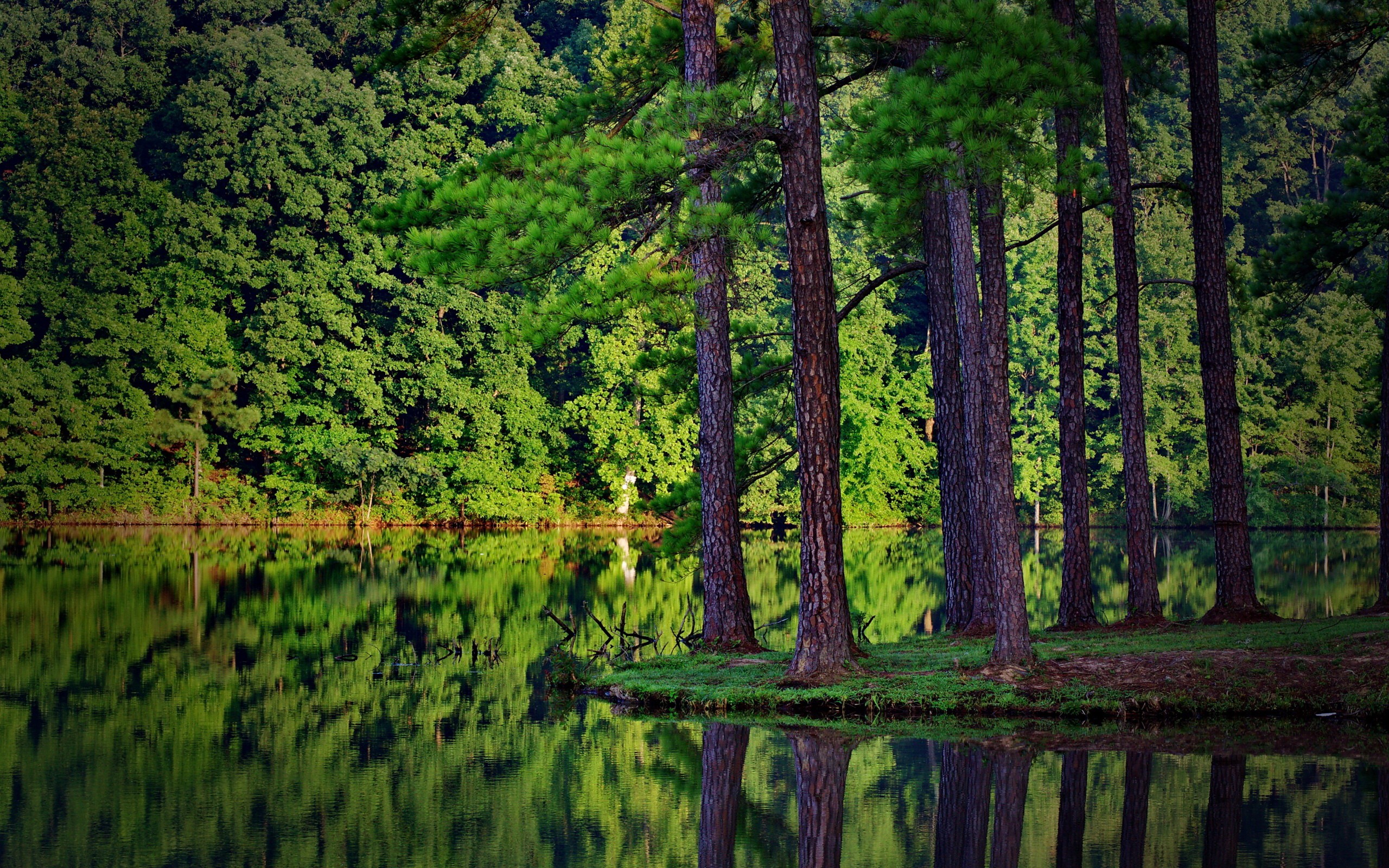 green, Trees, Forest, Lakes, Reflections Wallpaper