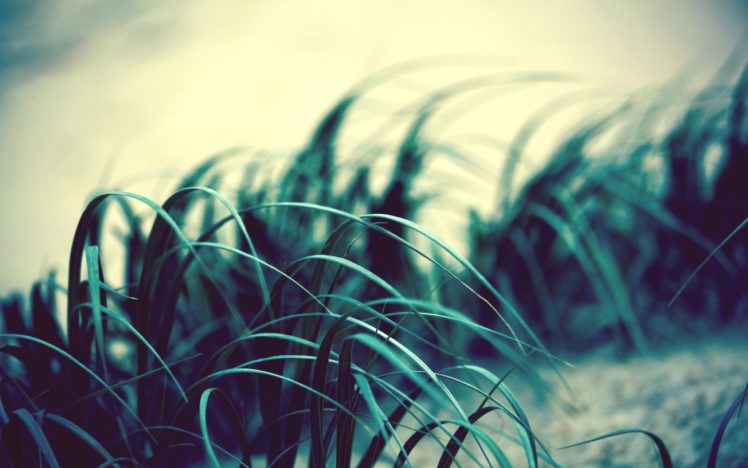 nature, Grass HD Wallpaper Desktop Background
