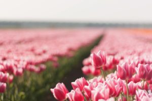 flowers, Tulips, Plantation