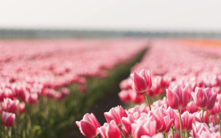 flowers, Tulips, Plantation HD Wallpaper Desktop Background