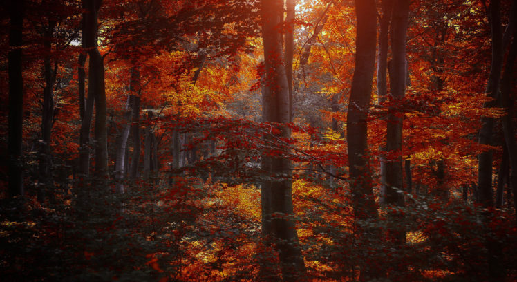 autumn, Leaves, Wood, Purple, Trees HD Wallpaper Desktop Background