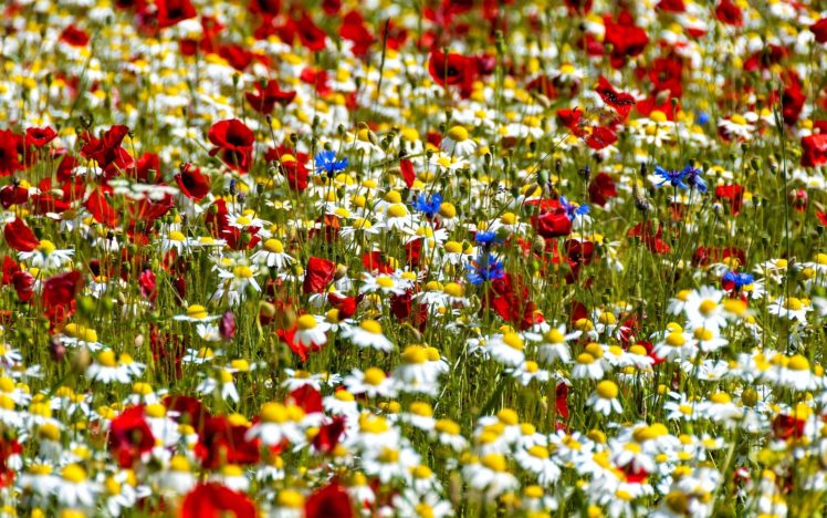 daisies, Poppies, Cornflowers, Meadow, Bokeh HD Wallpaper Desktop Background