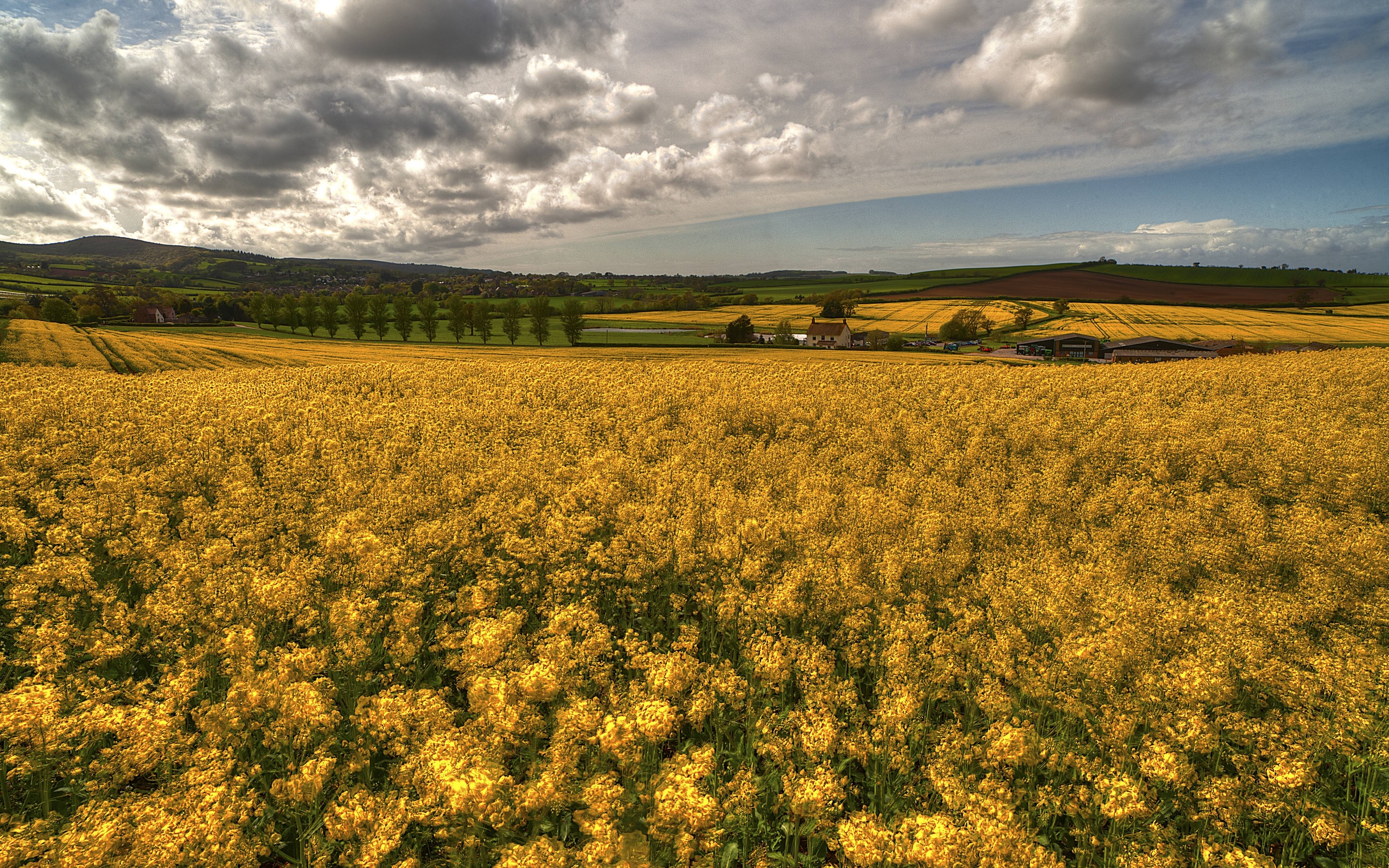fields, Trees, Houses, Flowers, Nature, Landscape Wallpaper