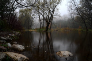 fog, Forest, Lake, Autumn, Stones
