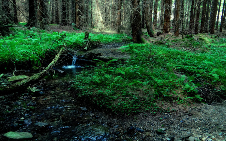 forest, River, Stream, Waterfall, Nature HD Wallpaper Desktop Background