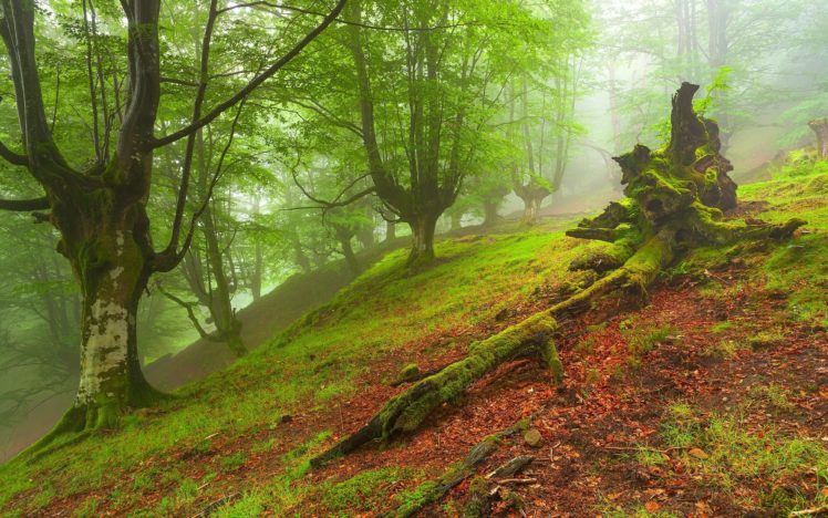 forest, Trees, Nature, Landscape HD Wallpaper Desktop Background