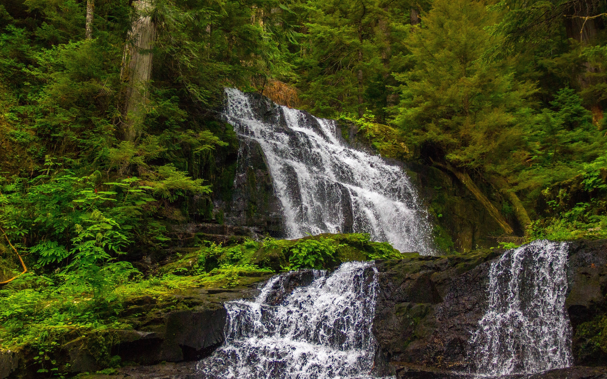 forest, Trees, Waterfall, Cascade, Nature Wallpaper