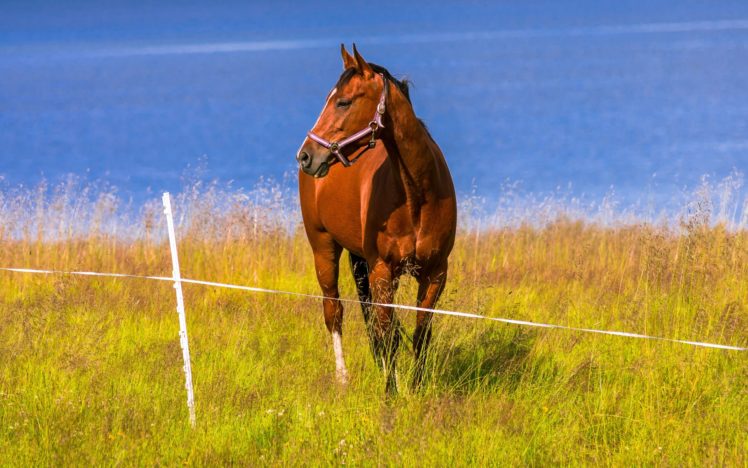 horse, River HD Wallpaper Desktop Background