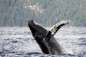 humpback, Whale