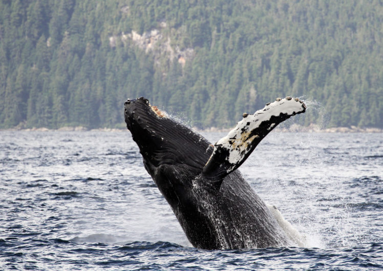 humpback, Whale HD Wallpaper Desktop Background