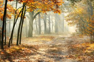 landscape, Morning, Nature, Beautiful, Road, Autumn, Trees, Leaves