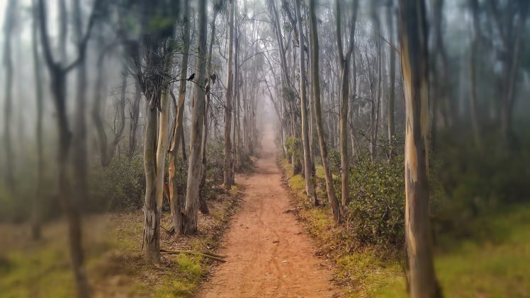 road, Trail, Trees, Fog, Autumn HD Wallpaper Desktop Background
