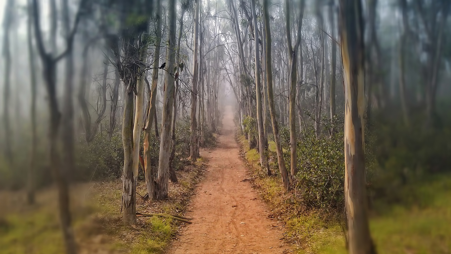 road, Trail, Trees, Fog, Autumn Wallpaper