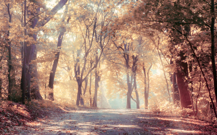 sunbeams, Autumn, Trees, Beautiful, Leaves, Landscape, Road, Nature HD Wallpaper Desktop Background
