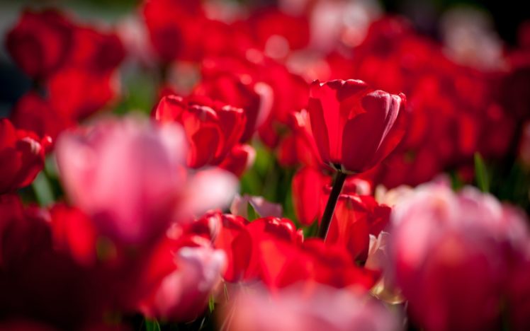 tulips, Buds, Bokeh HD Wallpaper Desktop Background