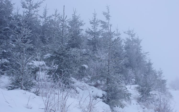 winter, Forest, Trees, Snow, Landscape HD Wallpaper Desktop Background