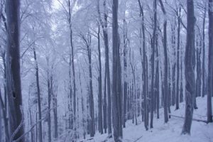 winter, Forest, Trees, Snow, Landscape
