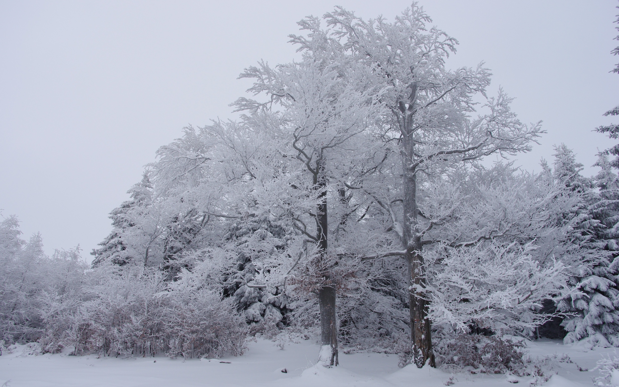 winter, Forest, Trees, Snow, Landscape Wallpaper