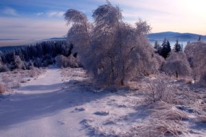 winter, Forest, Trees, Snow, Landscape, Ga