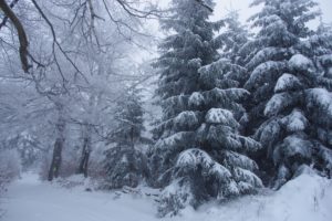 winter, Forest, Trees, Snow, Landscape, Gs